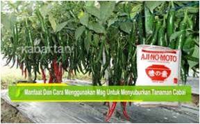 Penggunaan Aji-no-moto Pada Tanaman Cabe