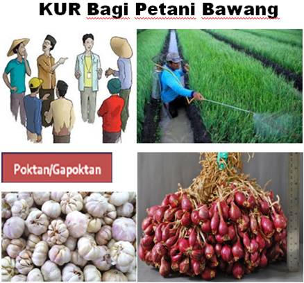 PETANI BAWANG DAPAT MENGEMBANGKAN USAHA MELALUI KUR 2021 
