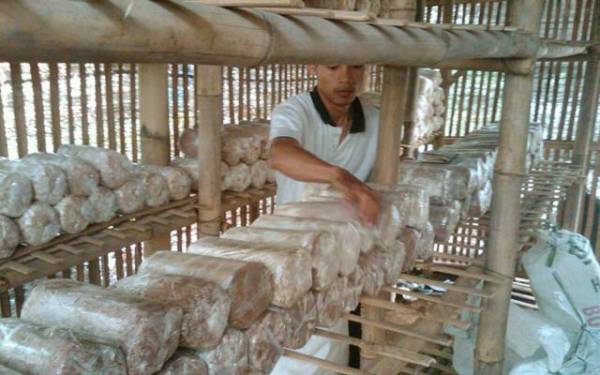 Kelompok Tani Desa Liang Banir budidaya jamur tiram 
