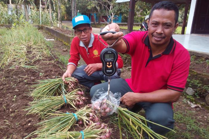 Budidaya Bawang Merah Di Daerah Dataran Rendah