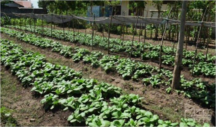 MENJAGA KETAHANAN PANGAN DENGAN TANAM KENTANG DI PEKARANGAN