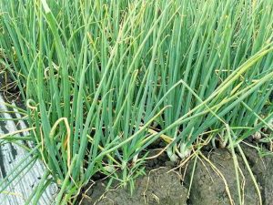 Pengendalian Penyakit BUSUK DAUN (Antraknosa) pada Bawang Merah