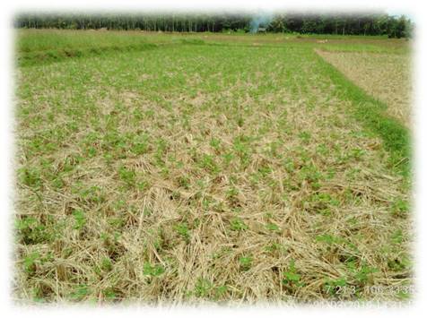 MENGENDALIKAN LALAT BIBIT (Agromyza phaseoli)  PADA TANAMAN KEDELAI 