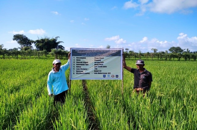 Tanam Pepaya dalam Pot, Mudah dan Berbuah Lebat