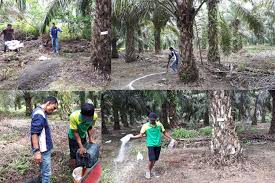 REKOMENDASI PEMUPUKAN UMUM KELAPA SAWIT