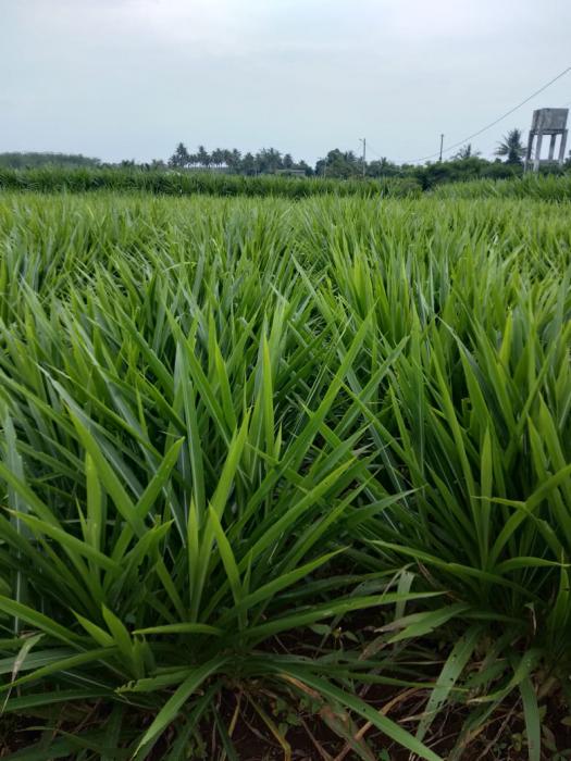 Mengenal Rumput Odot (Pennisetum purpureum cv. Mott)