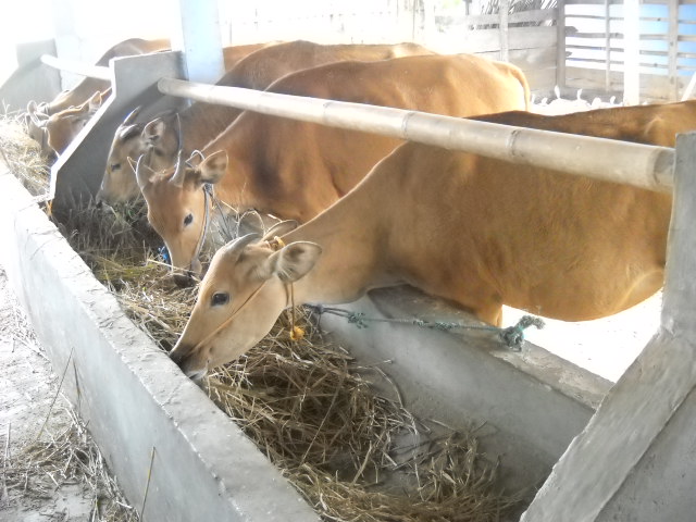 NILAI EKONOMI USAHATANI PADI MELALUI INTEGRASI PADI-TERNAK SAPI