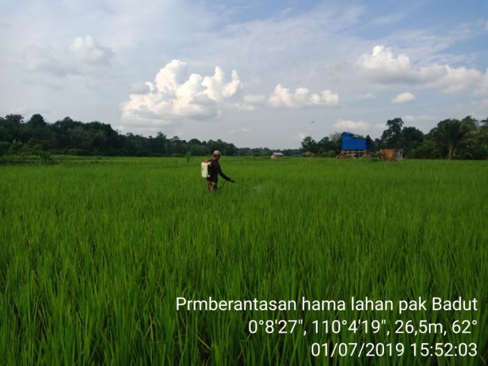 Pemanfaatan Buah Kepayang Untuk Mengendalikan Hama Walang Sangit Pada Tanaman Padi