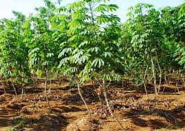 TEKNOLOGI BUDIDAYA UBIKAYU