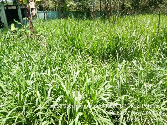 TANAM RUMPUT ODOT SOLUSI BETERNAK DOMBA/KAMBING HEMAT WAKTU
