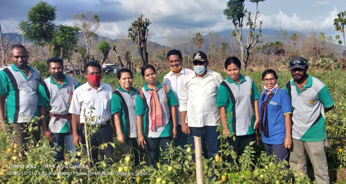 BUPATI ANTON HADJON PANEN PERDANA TOMAT DI POKTAN GEWAYAN TANA MESKI DITENGAH ZONA MERAH COVID 19