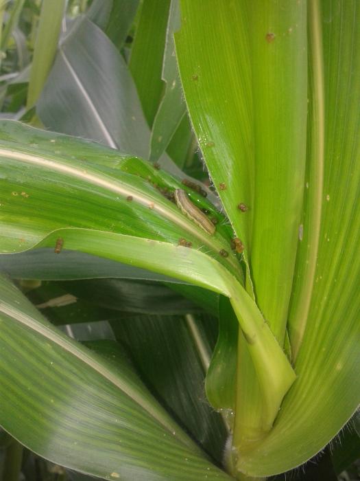 Manfaatkan Tanaman sebagai Pestisida Nabati