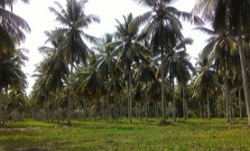 Ngobras On The Spot: Brigade Pangan Garda Terdepan Menuju Swasembada Pangan