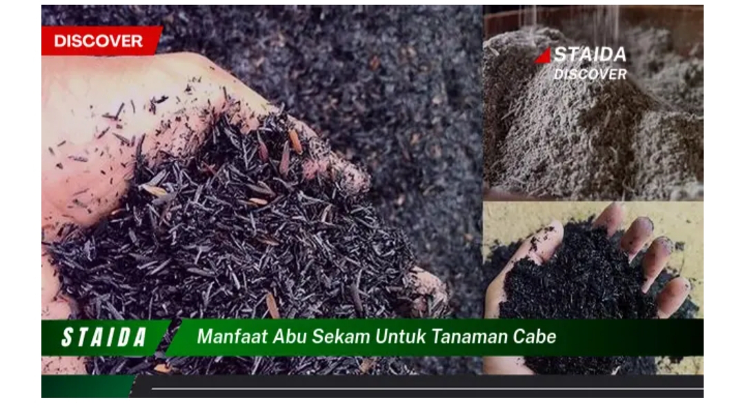 Manfaat Ajaib Abu Sekam Untuk Tanaman Cabe