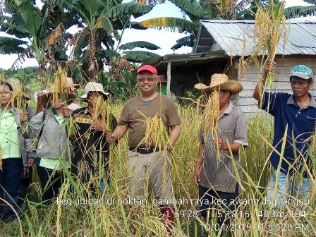 peninjauan lokasi cetak sawah di kecamatan Awang KABUPATEN BARITO TIMUR KALTENG