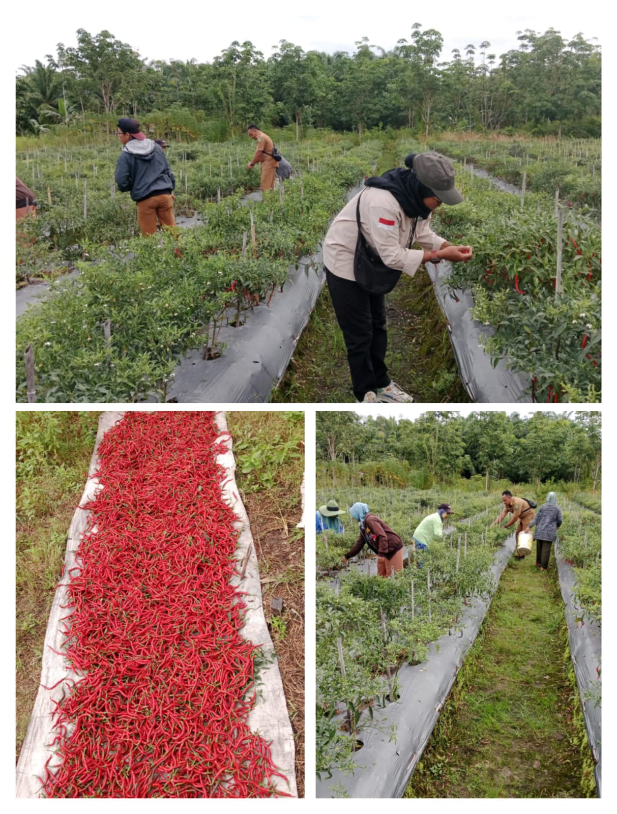 PPL KECAMATAN RUPAT IKUT PANEN CABE DI KELOMPOK TANI MAJU JAYA KELURAHAN PERGAM