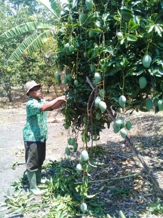Teknologi Membuahkan Mangga diluar Musim (off-season) dengan Menggunakan ZPT Paklobutrazol di Kecamatan Rembang.
