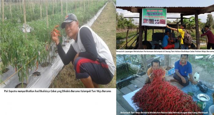 BERKEBUN SAYUR DI TENGAH KOTA