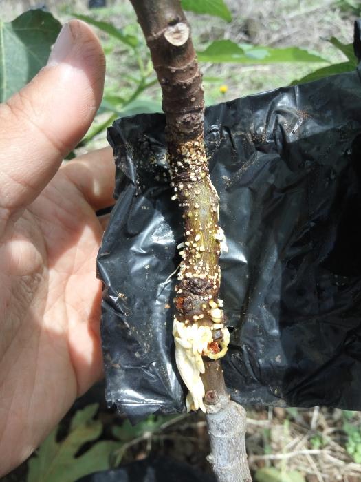 PERBANYAKAN TANAMAN TIN