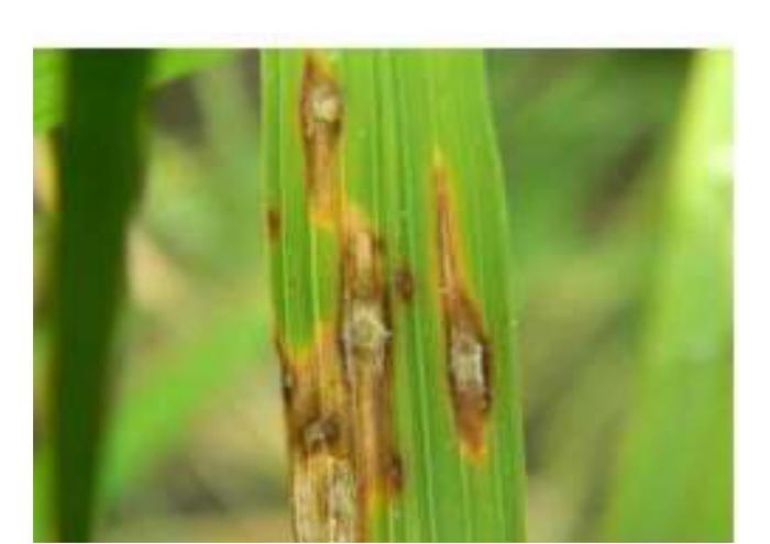 PENGENDALIAN PENYAKIT BLAS PADA TANAMAN PADI