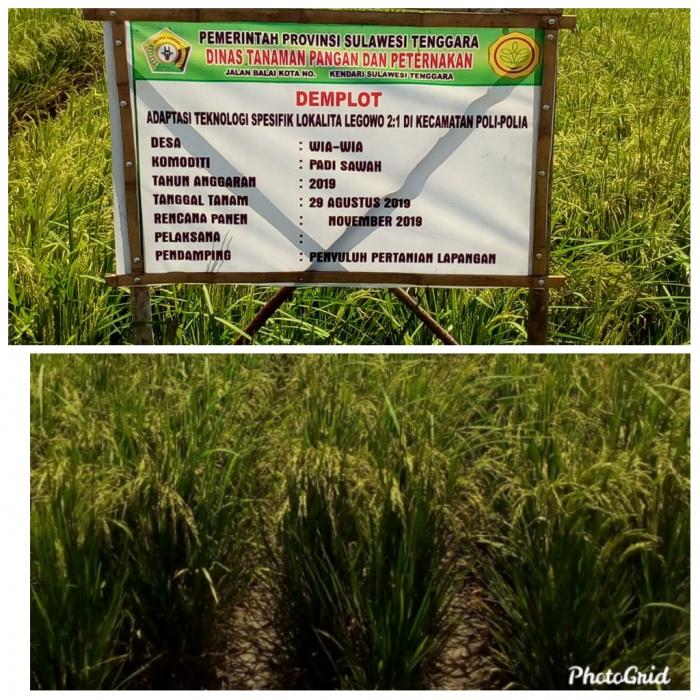 APLIKASI TEKNOLOGI LEGOWO 2:1 DI DESA WIA-WIA KECAMATAN POLI-POLIA KABUPATEN KOLAKA TIMUR