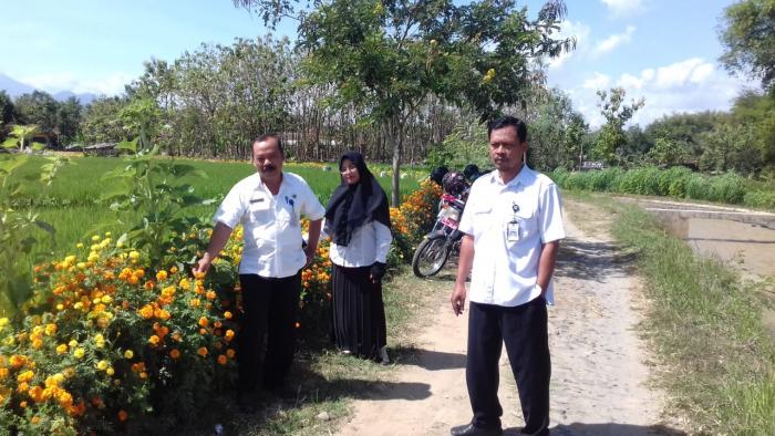 TANAMAN REFUGIA SEBAGAI MEDIA MUSUH ALAMI Di Desa Panjeng Kec.Jenangan Kab.Ponorogo