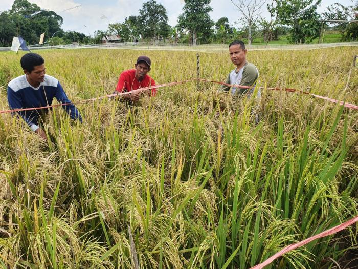 Uji Perbandingan Berdampingan Tanaman Padi Unggul