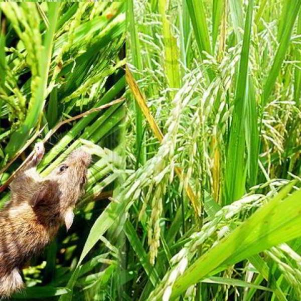 TEKNOLOGI PEGENDALIAN HAMA TIKUS TERPADU (PH TT)