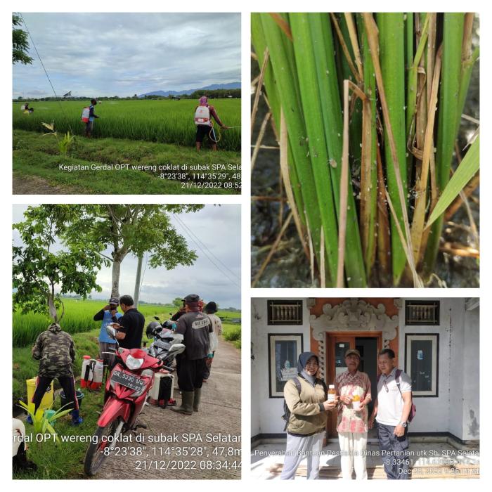 Kegiatan Gerdal (Gerakan Pengendalian Massal) Hama Wereng Batang Coklat pada Tanaman Padi di Subak Pemangket Awen Selatan Kecamatan Negara, Kabupaten Jembrana