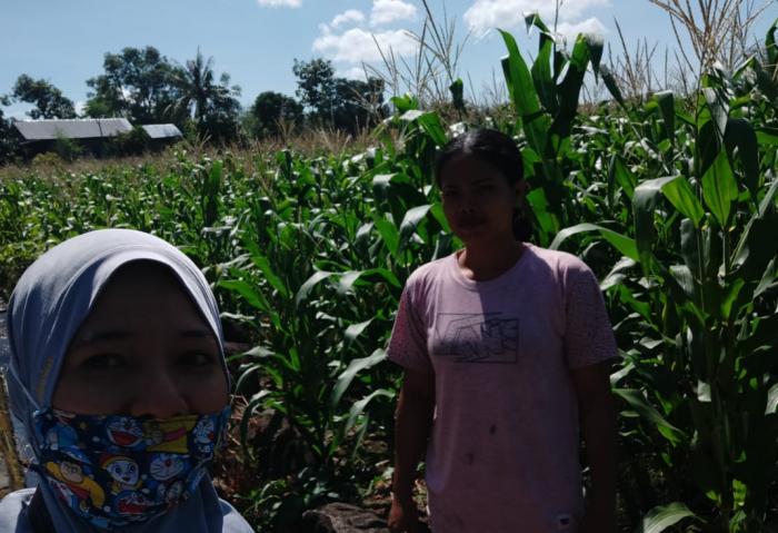 Kegiatan pemantauan pertanaman Jagung di lahan KT Toroi Desa Tombolo Kec. Gantarangkeke Kab.Bantaeng 