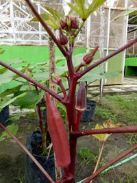 Budidaya Okra dalam Pot/Polybag