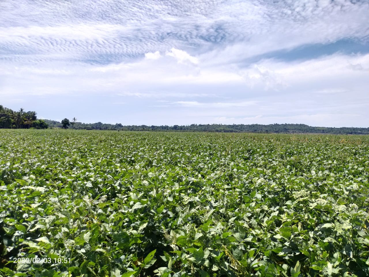 Krisan, Bunga yang Diminati Pasar Ekspor