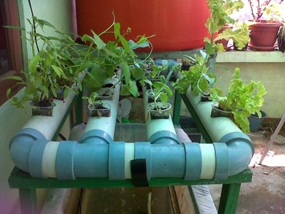 CARA MENANAM CABE RAWIT AGAR CEPAT PANEN
