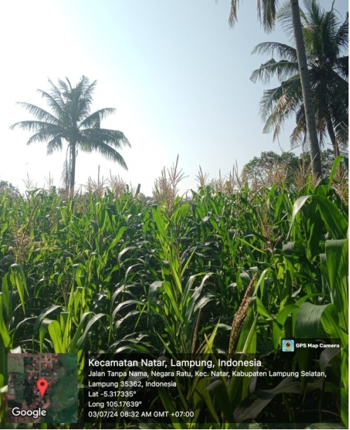 BUDIDAYA JAGUNG TERSTANDAR