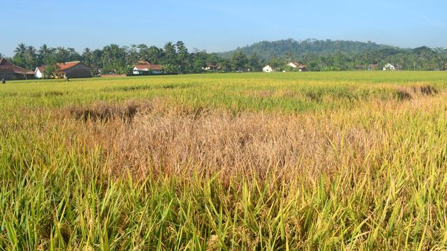 Membasmi Hama Tikus Dengan Oli Bekas Pada Pertanaman Padi Sawah 