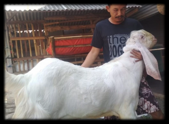 mengenalkan kambing etawa ras senduro di desa jatimulya kecamatan terisi kabupaten indramayu