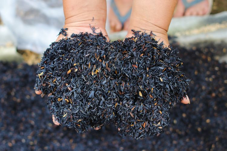 MANFAAT DAN KEGUNAAN ARANG SEKAM 