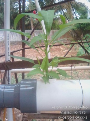 BERTANAM KANGKUNG DARAT DENGAN HIDROPONIK