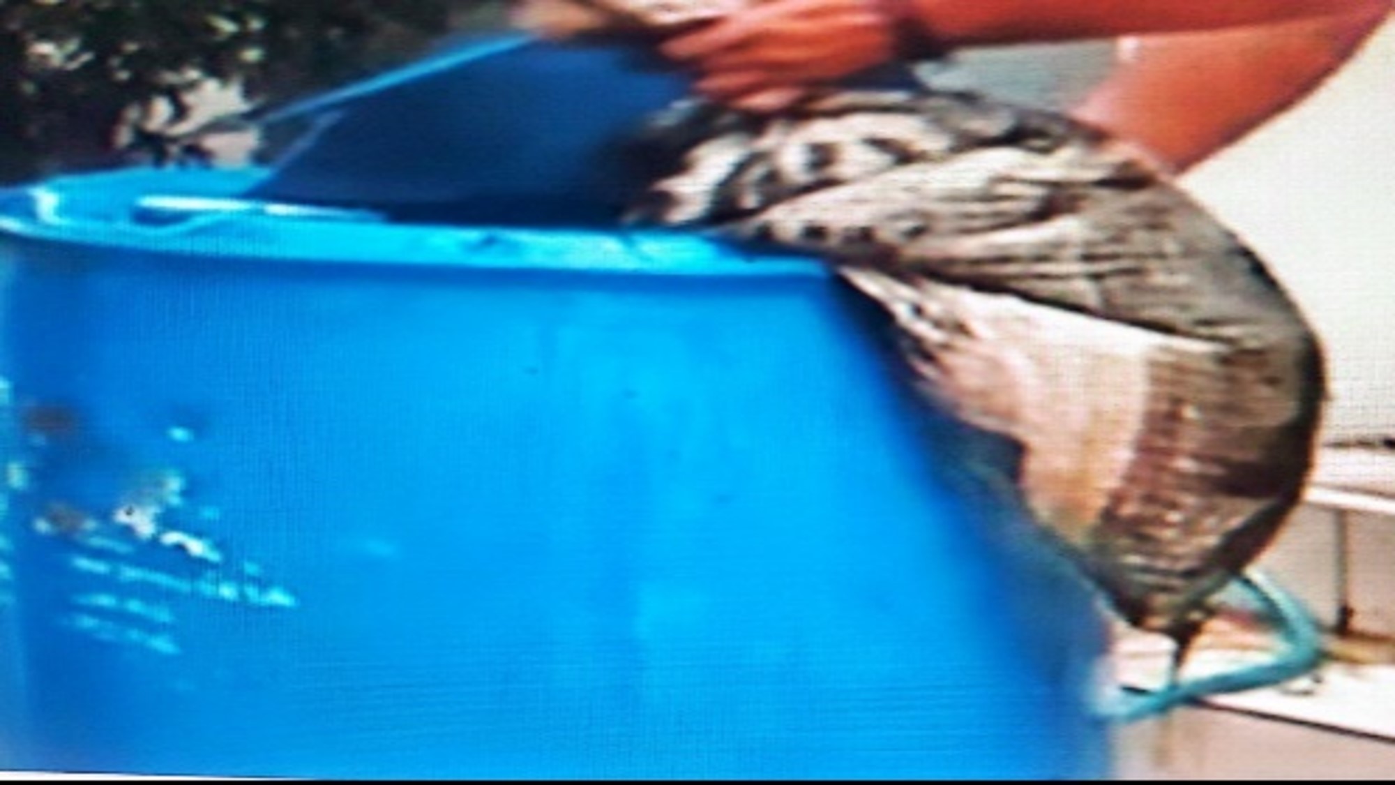 BUDIDAYA UBI JALAR SEDERHANA