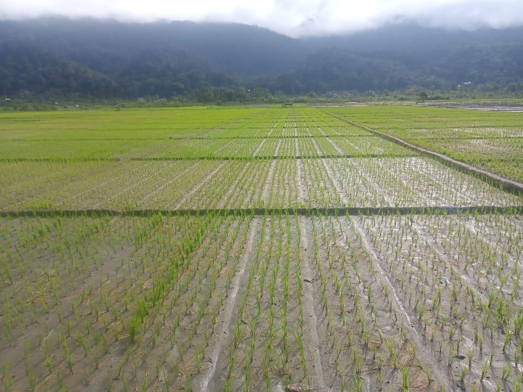 Budidaya Padi Sawah