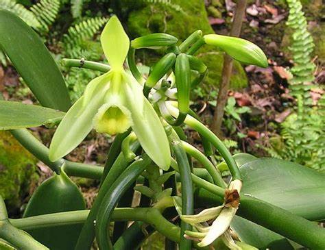 FAKTOR YANG MEMPENGARUHI  RENDAHNYA PRODUKSI KEDELAI DI INDONESIA