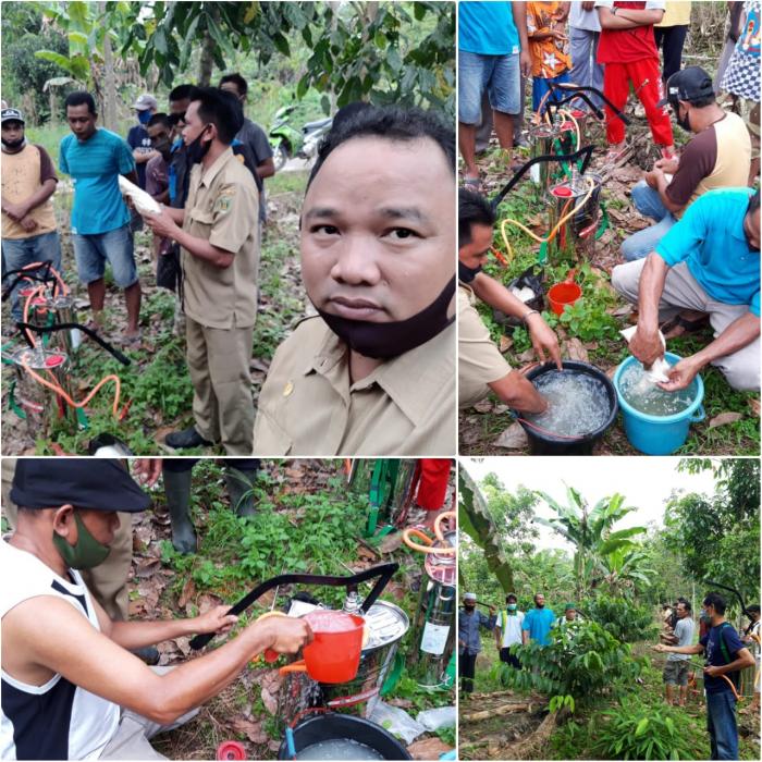 PENGENDALIAN OPT SECARA MASSAL TANAMAN KOPI MENGGUNAKAN APH BEAUVERIA BASSIANA 