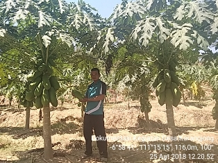 PENGENGEMBANGAN TANAMAN PEPAYA DI DESA KARANGJONG