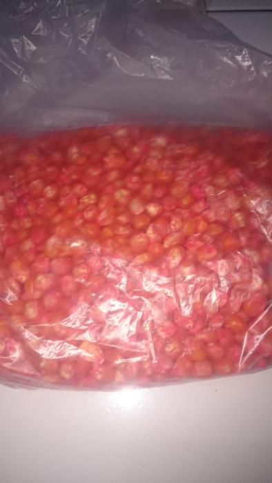 Treatmen Benih Jagung Mencegah Bulai
