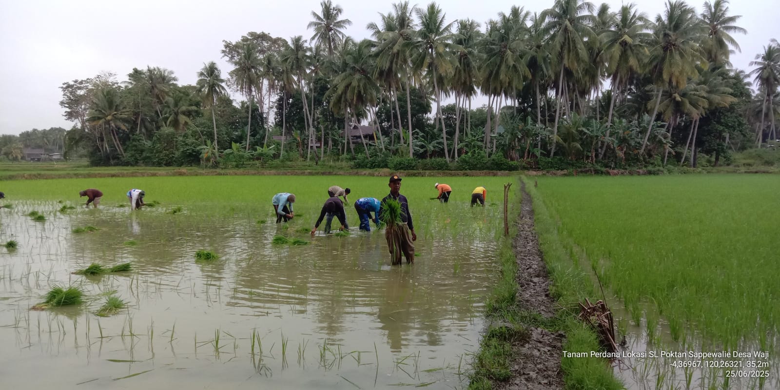 BAHAN ORGANIK KUNCI SUKSES BERTANI DI LAHAM MARJINAL