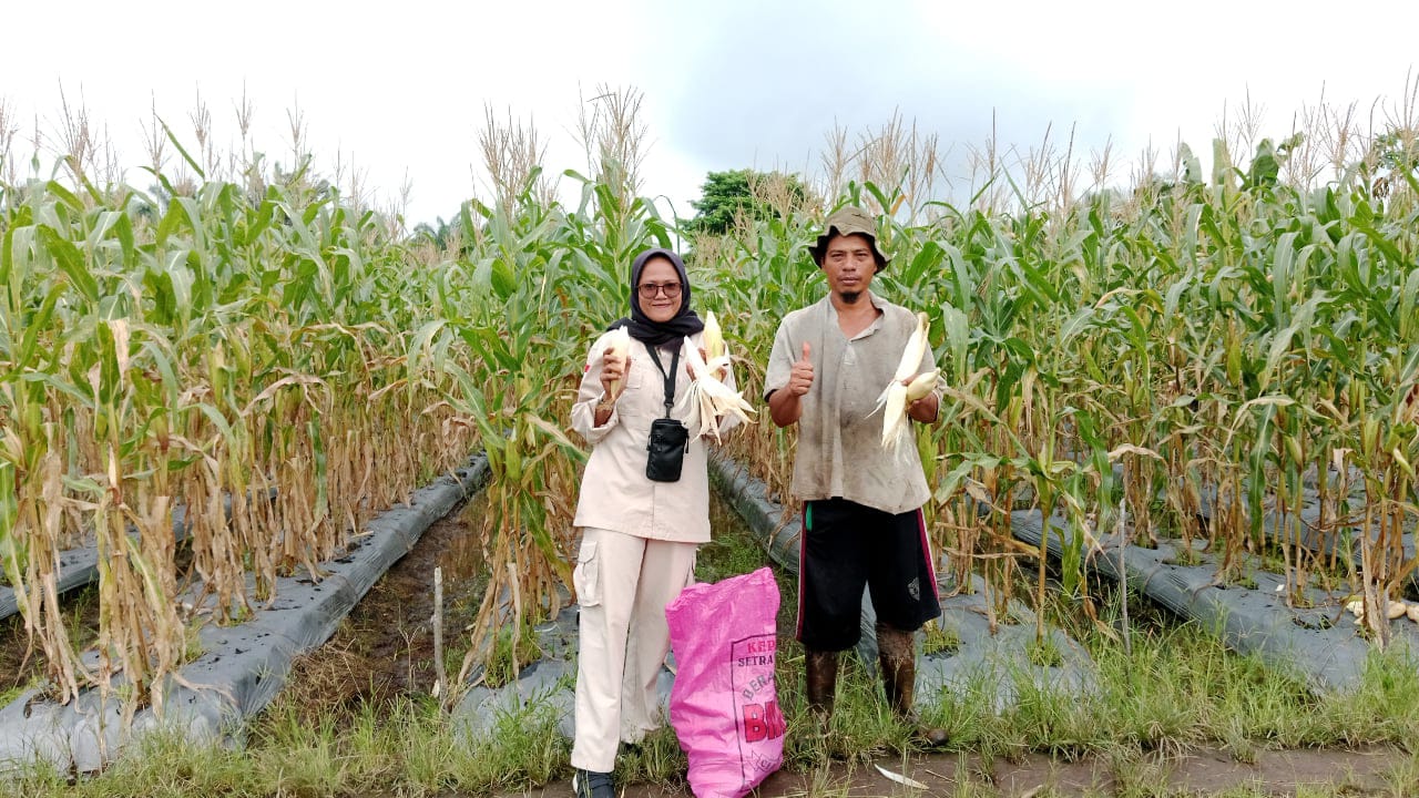 Budidaya Jagung manis dikelompok sumber rezeki