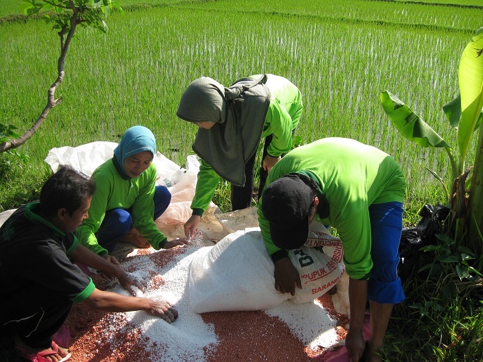 Cara Pemupukan Berimbang Pada Padi Ciherang