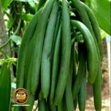 Pembibitan Panili Menggunakan Kulit Kelapa