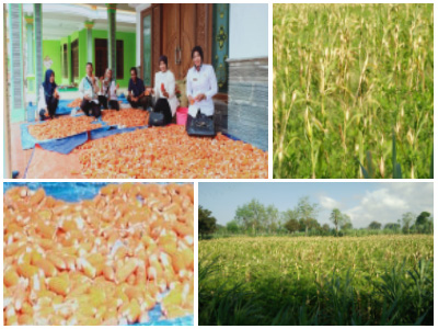 Budidaya Jagung Merah Atau Jagung Merpati  Desa Aeng Sareh Kecamatan Sampang