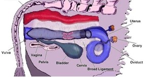 MENINGKATKAN POPULASI SAPI MELALUI PENANGANAN GANGGUAN REPRODUKSI (GANGREP)